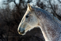 Horses.Snow02.02.19